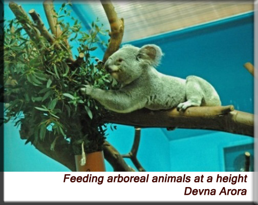 Devna Arora - Koala bear feeding at a height